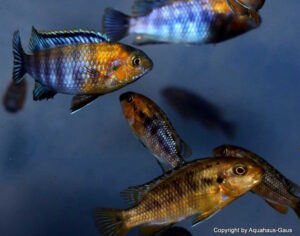Tropheops sp. 'red cheek' Likoma Island